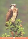 Osprey (Pandion haliaetus)