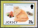 Cream Persian (Felis silvestris catus)