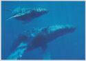 Humpback whales (Megaptera novaeangliae)