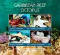 Caribbean Reef Octopus