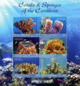 Corals and Sponges of the Caribbean