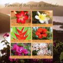 Flowers of Antigua & Barbuda