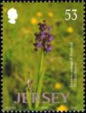 Green-winged Orchid (Orchis morio)
