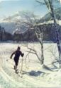 The cross-country skier