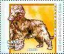 Briard
