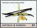 Vanilla Bean and Orchid (Vanilla planifolia)
