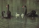 Black Swan(Cygnus atratus)