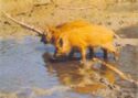 Wild Boar (Sus scrofa) – Piglets