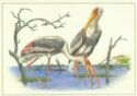 Painted Stork (Ibis leucocephalus)