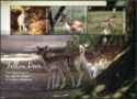 Fallow Deer (1)