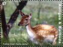 Common Fallow Deer (Dama dama) Hind