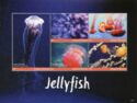 Jellyfish (1)