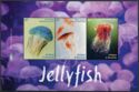 Jellyfish (2)