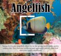 Angelfish