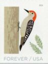 Red-bellied Woodpecker (Melanerpes carolinus)