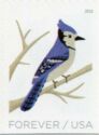 Blue Jay (Cyanocitta cristata)