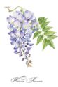 Wisteria sinensis