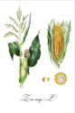 Corn (Zea mays)