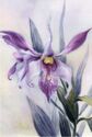 Lilac Orchids