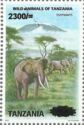 African Elephant (Loxodonta africana)