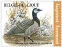 Barnacle Goose (Branta leucopsis)