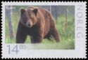 Brown Bear (Ursus arctos)
