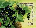 Black Currant (Ribes nigrum)