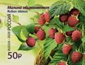 Raspberry (Rubus idaeus)