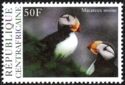 Horned Puffin (Fratercula corniculata)