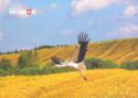 White Stork (Ciconia ciconia)