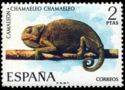 Mediterranean Chameleon (Chamaeleo chamaeleo)  