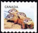 Woodchuck (Marmota monax) - perf 8½