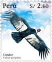 Andean condor (Vultur gryphus)