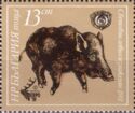 Wild Boar (Sus scrofa)