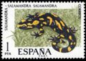 Fire Salamander (Salamandra salamandra)