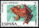 European Common Frog (Rana temporaria)