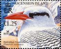 Red-billed tropicbird (Phaethon aethereus)