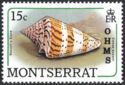 Sozon's Cone (Conus sozoni) - Overprinted