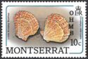 Little Knobby Scallop (Chlamys imbricata) - Overprinted