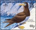 Brown Booby (Sula leucogaster)