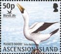 Masked Booby (Sula dactylatra)