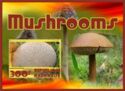 Lycoperdon perlatum