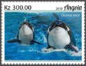 Killer Whale (Orcinus orca)