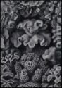 Ernst Haeckel - »Hexacoralla – Sechsstrahlige Sternkorallen« (corals)