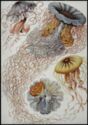 Ernst Haeckel - »Discomedusae – Scheibenquallen« (jellyfish)