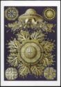 Ernst Haeckel - »Discomedusae – Scheibenquallen« (jellyfish)