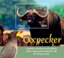 Oxpecker