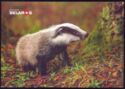 Badger (Meles meles)
