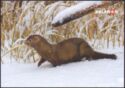 American mink