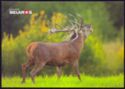 Red deer (Cervus elaphus)